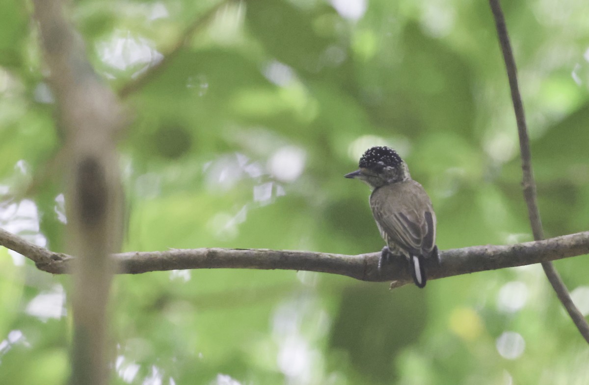 Zebrazwergspecht [cirratus-Gruppe] - ML644124116