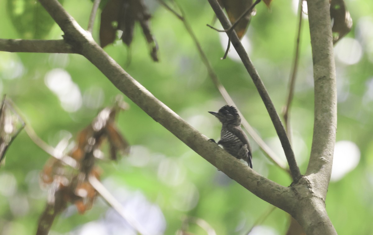 Zebrazwergspecht [cirratus-Gruppe] - ML644124117