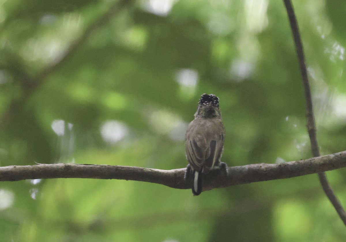 Zebrazwergspecht [cirratus-Gruppe] - ML644124121