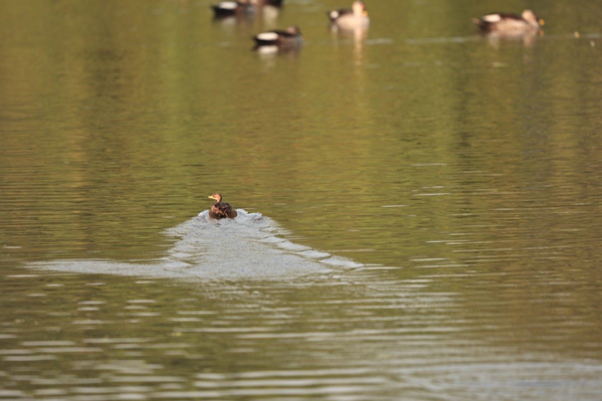 Хурган шунгуур - ML644124129