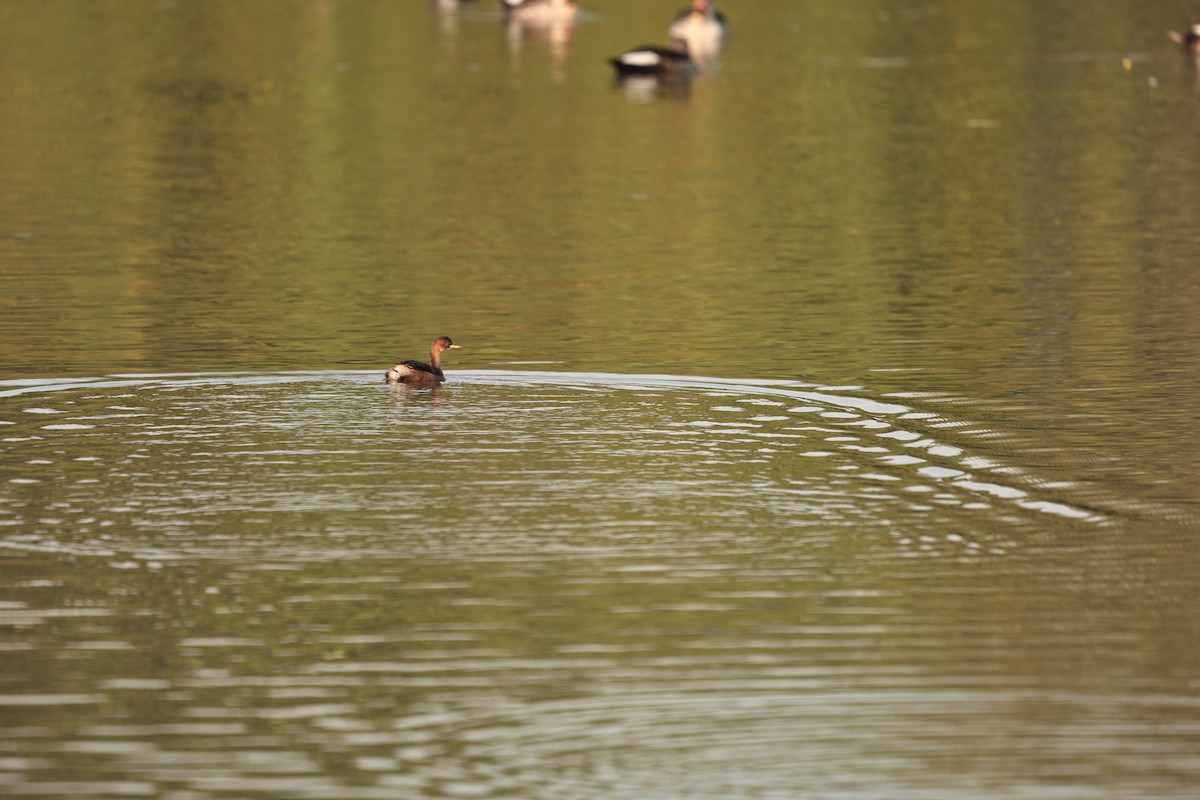 Хурган шунгуур - ML644124130