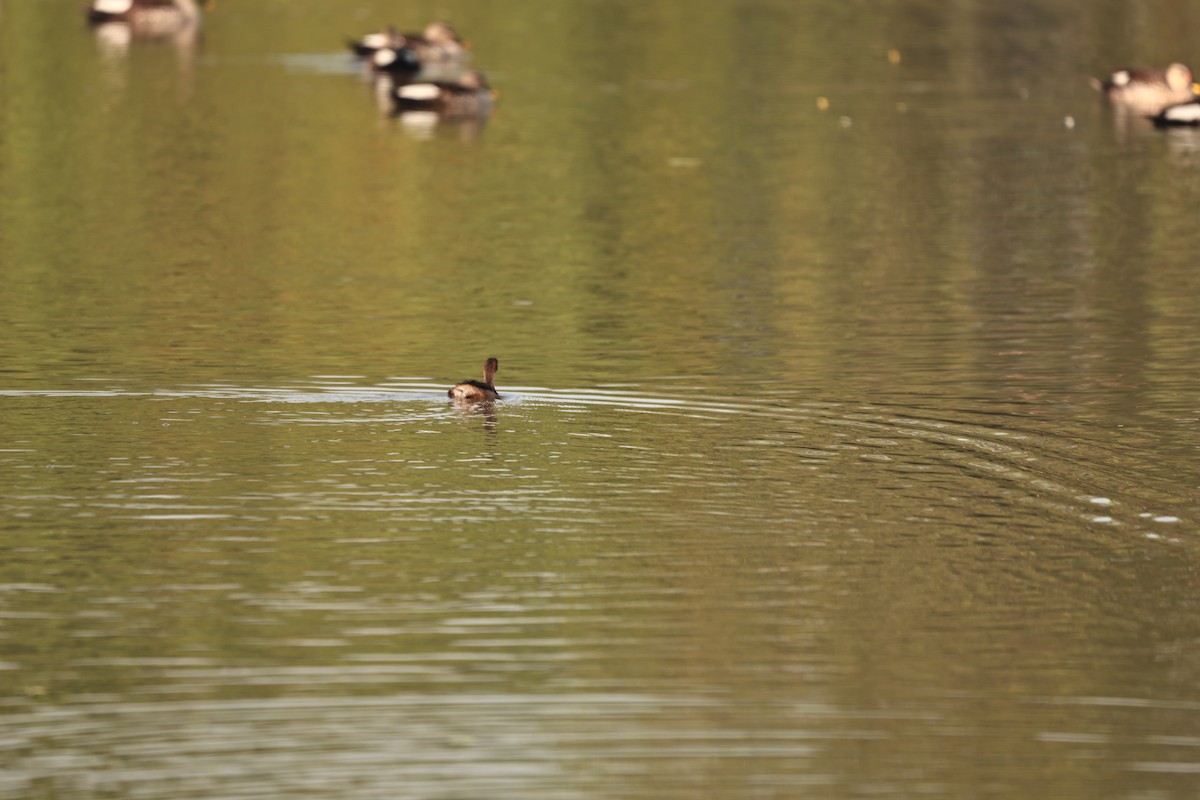 Хурган шунгуур - ML644124131