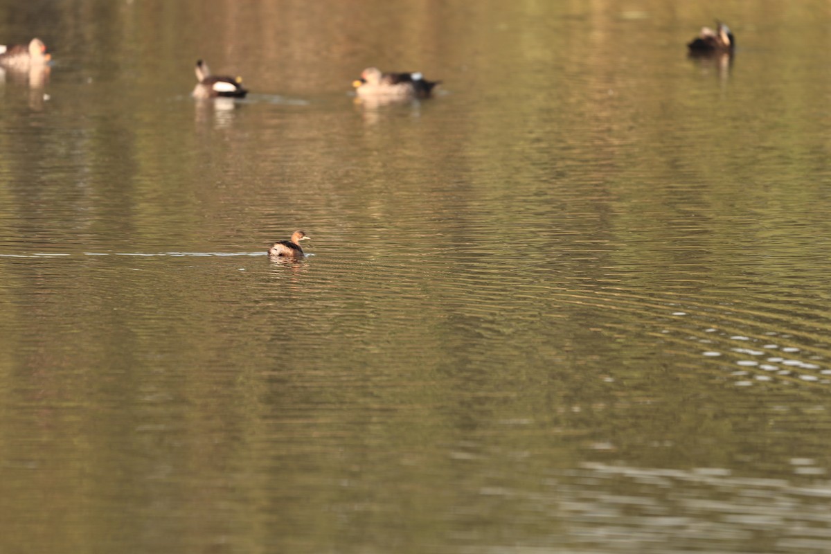 Хурган шунгуур - ML644124132