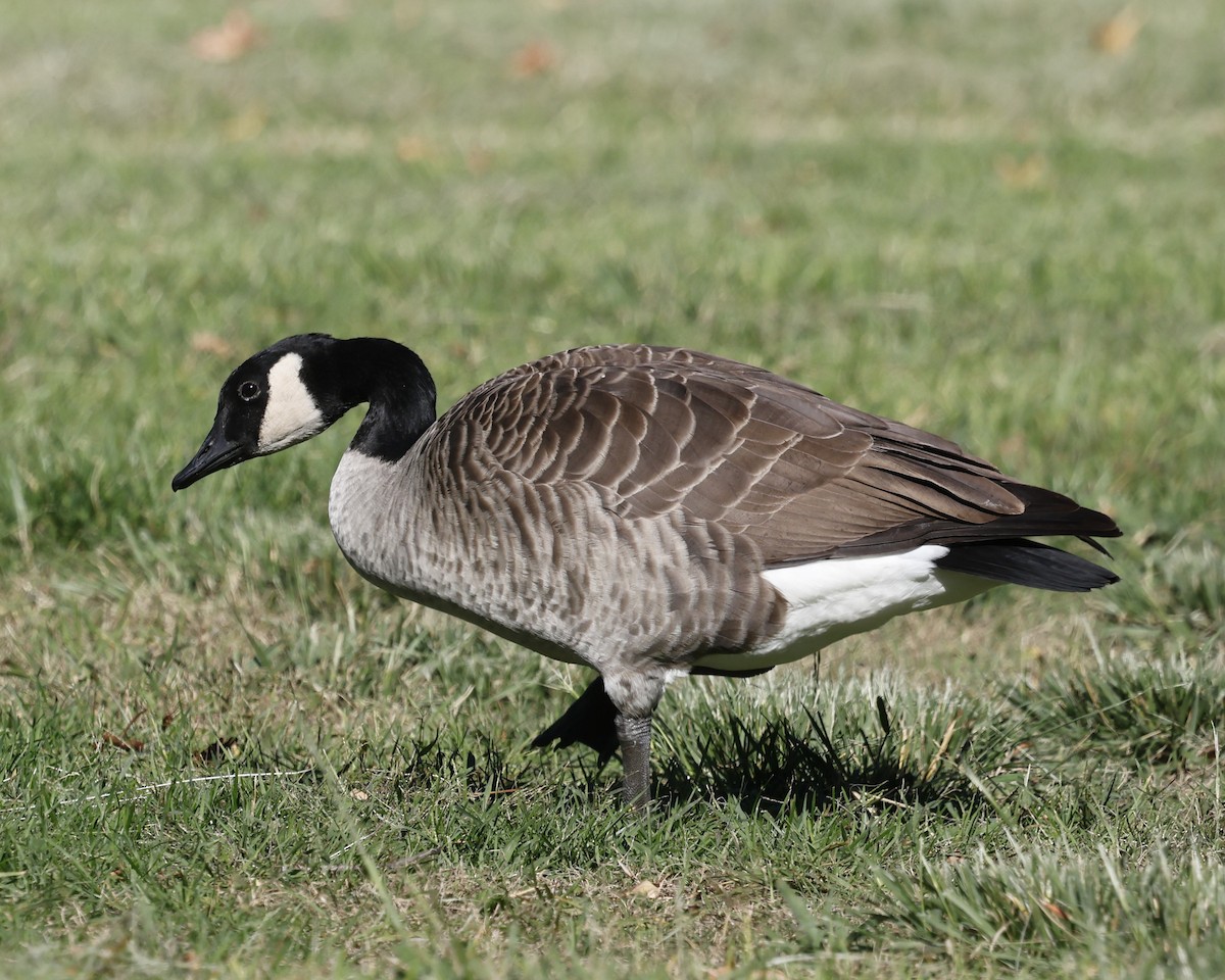 Canada Goose - ML644124142