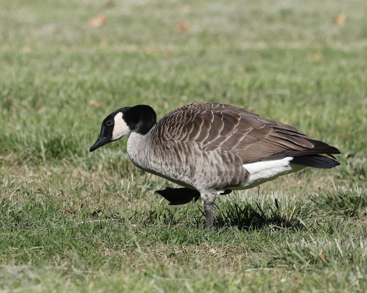Canada Goose - ML644124143