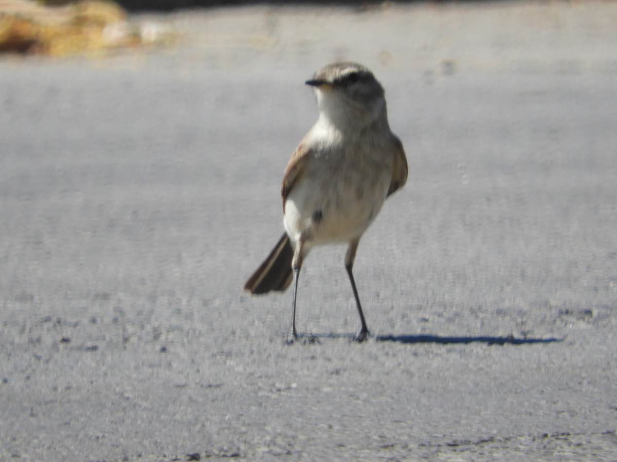Spot-billed Ground-Tyrant - ML644124145