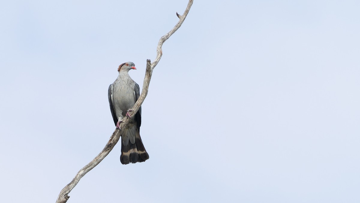 parykkdue - ML644124146