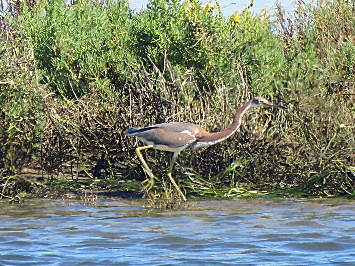 Tricolored Heron - ML644124150