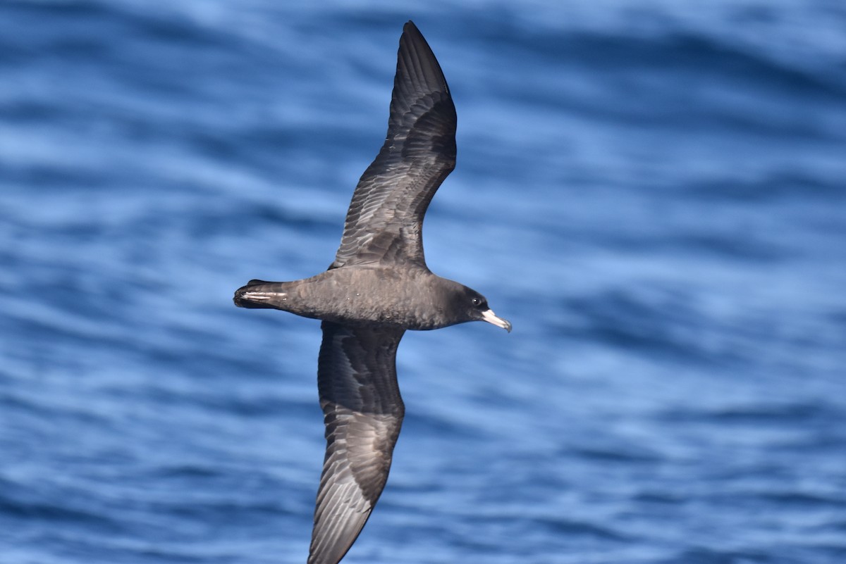 lysbeinlire - ML644124154