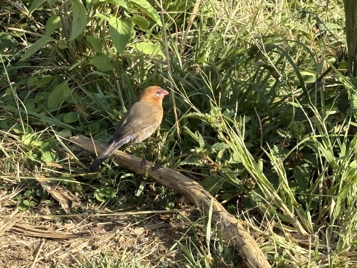 Purple Grenadier - ML644124163