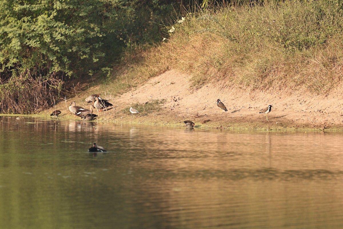 Хажилгат түнжүүр - ML644124184