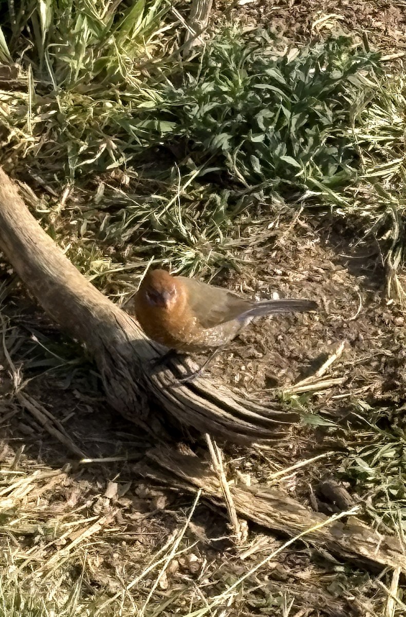 Purple Grenadier - ML644124189