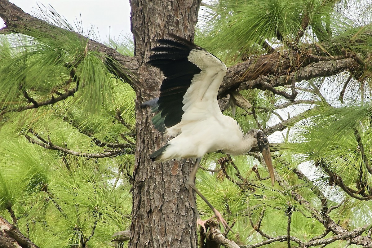 Wood Stork - ML644124190
