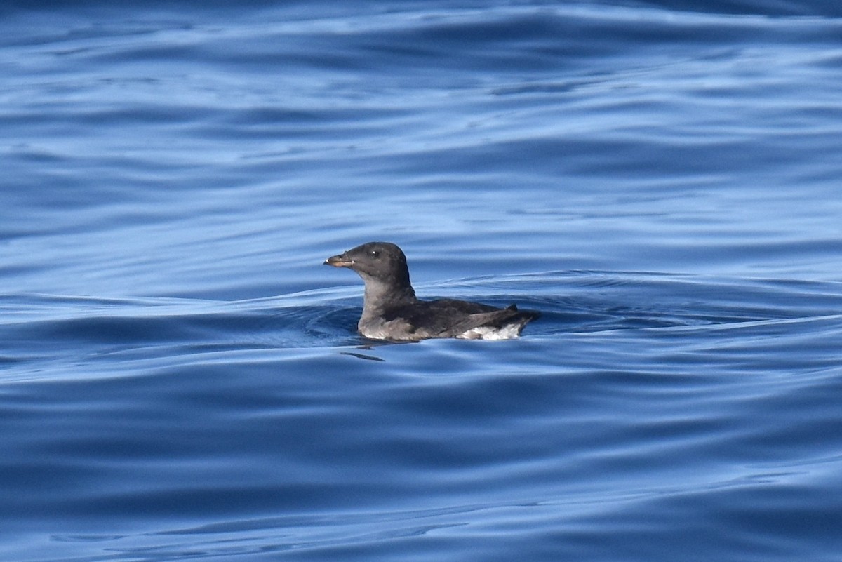 Macareux rhinocéros - ML644124192