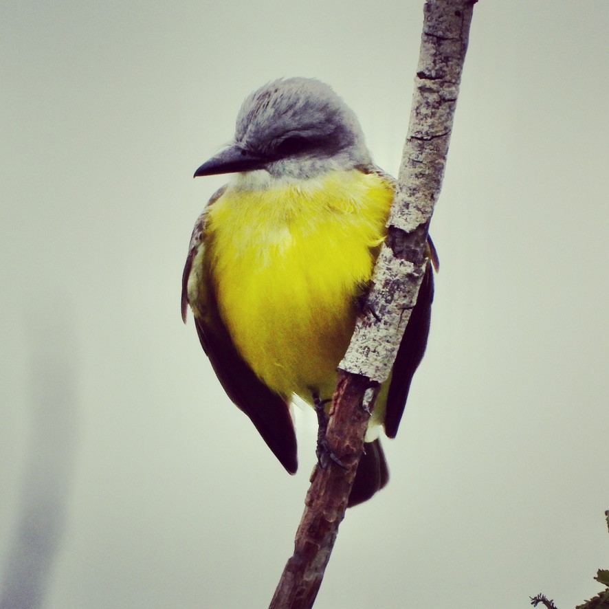 Couch's Kingbird - ML644124193