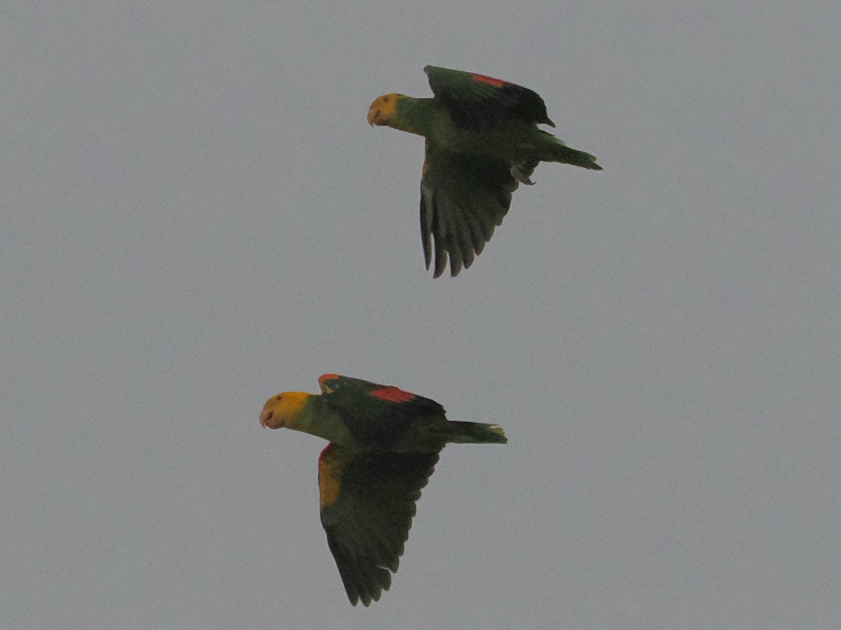 キガシラボウシインコ - ML644124196