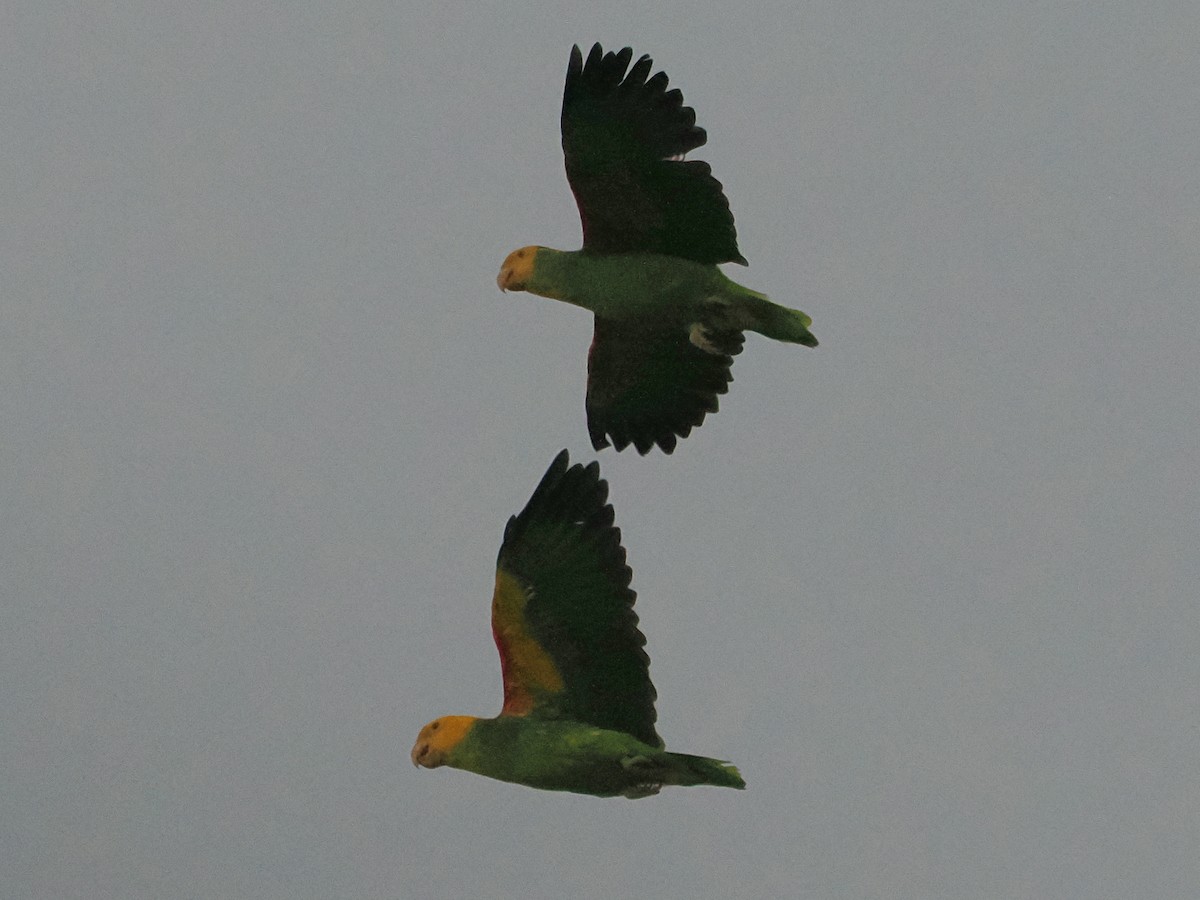 キガシラボウシインコ - ML644124197