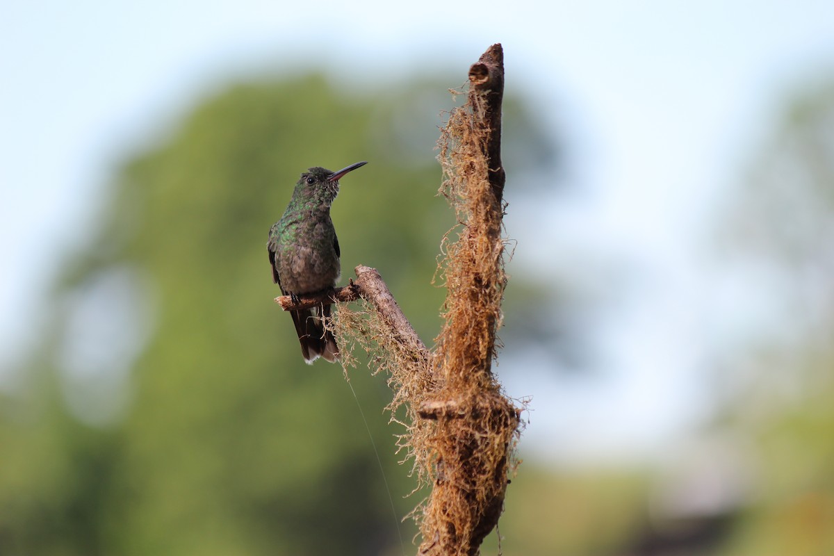 Scaly-breasted Hummingbird - ML644124205