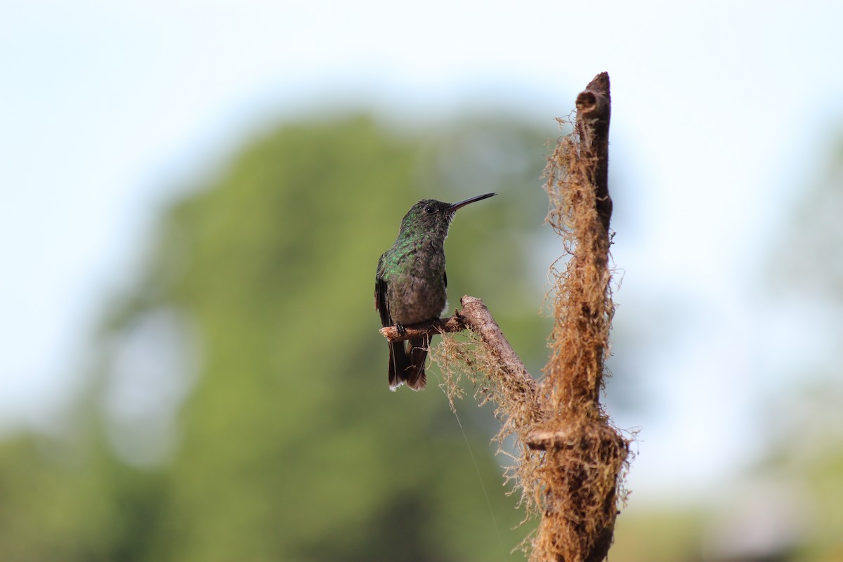 Scaly-breasted Hummingbird - ML644124206