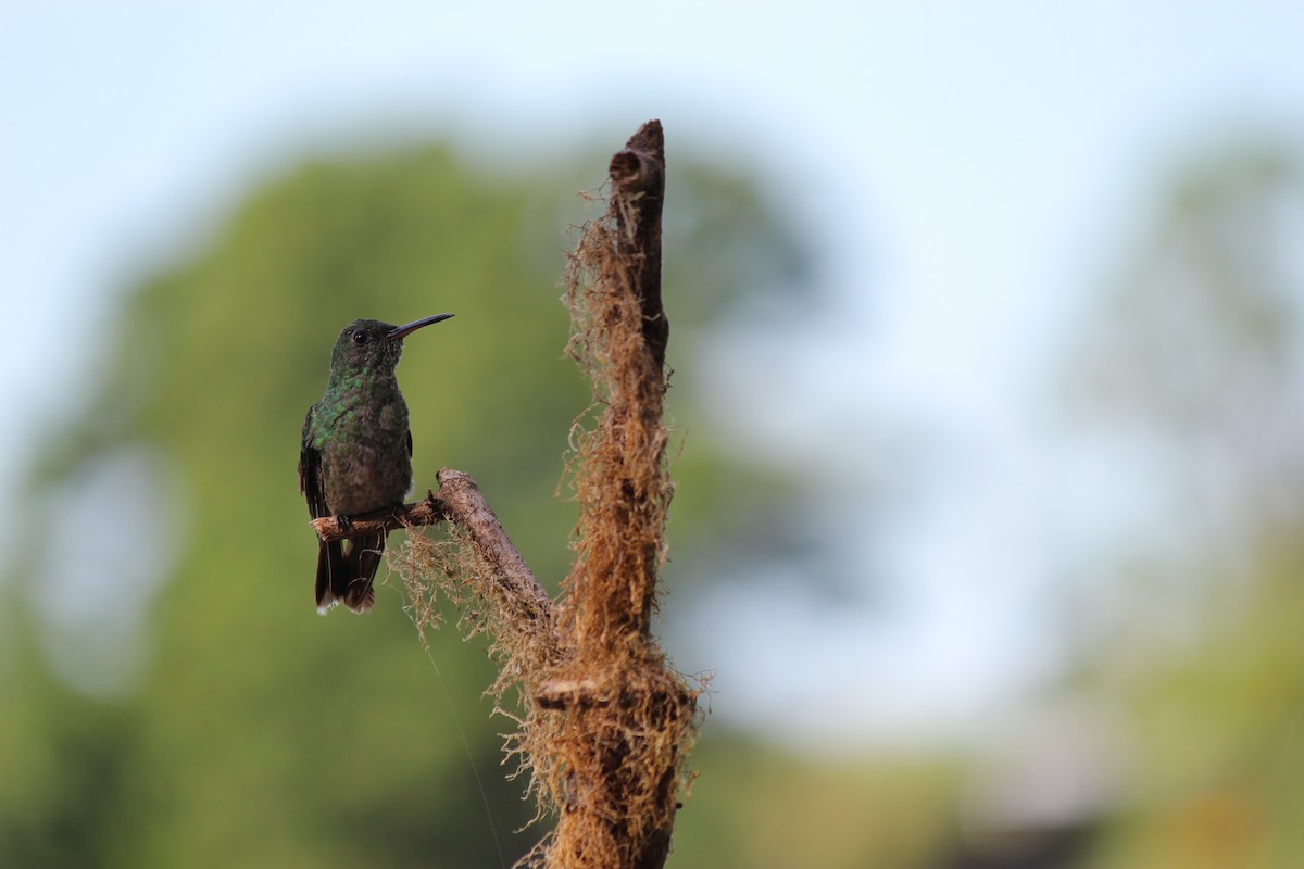Scaly-breasted Hummingbird - ML644124207