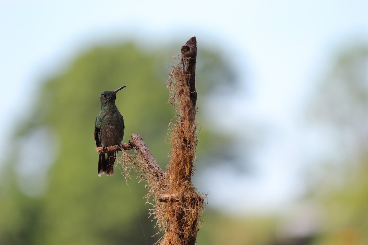 Scaly-breasted Hummingbird - ML644124208