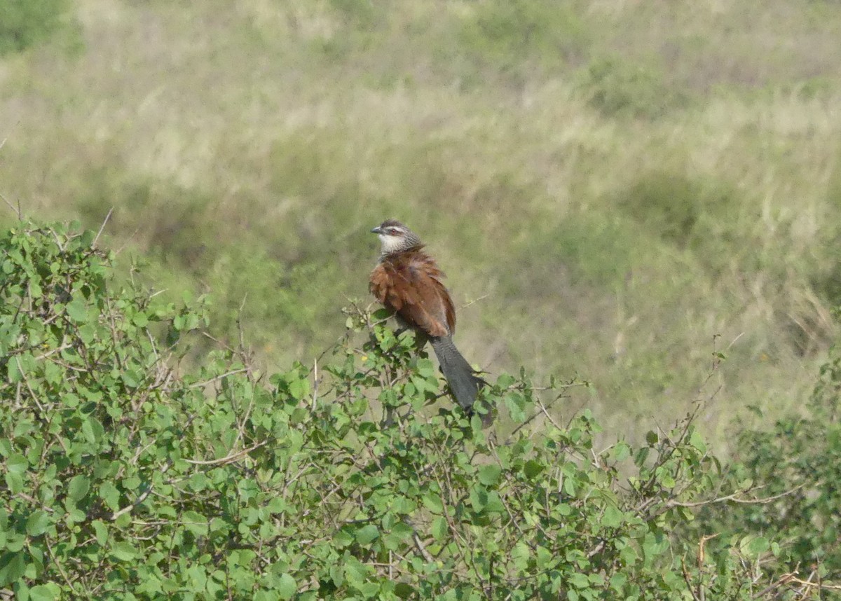 White-browed Coucal - ML644124262