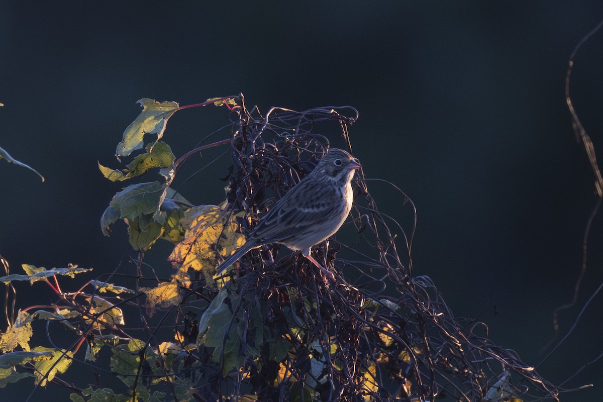 Vesper Sparrow - ML644124286