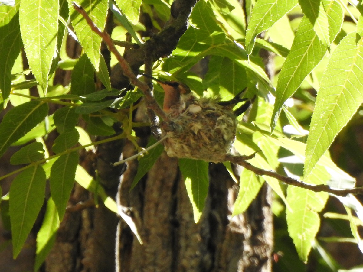 Lucifer Hummingbird - ML644124294