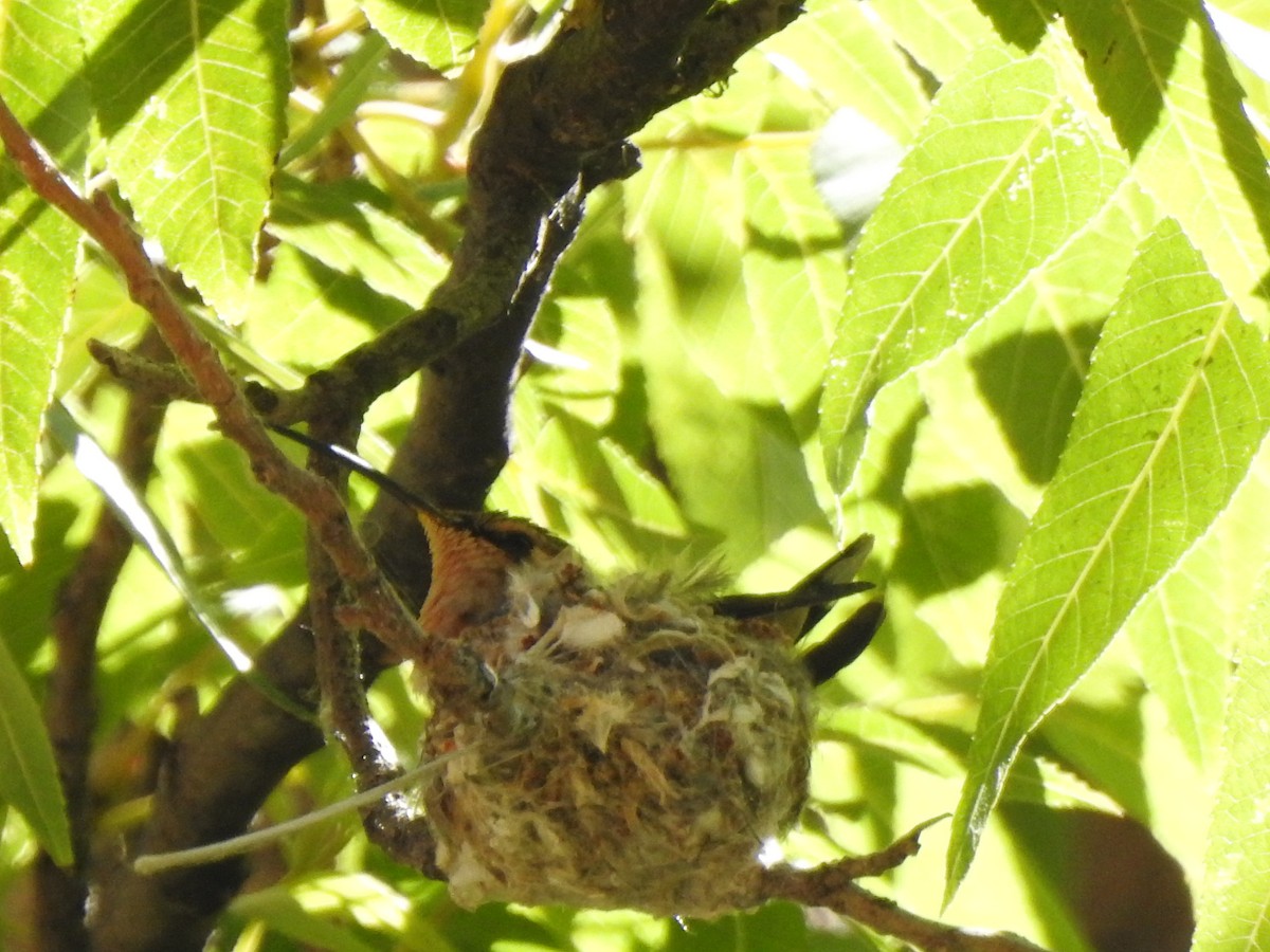 Lucifer Hummingbird - ML644124295