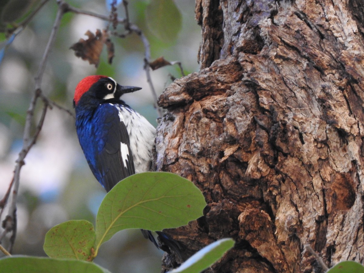 Acorn Woodpecker - ML644124306