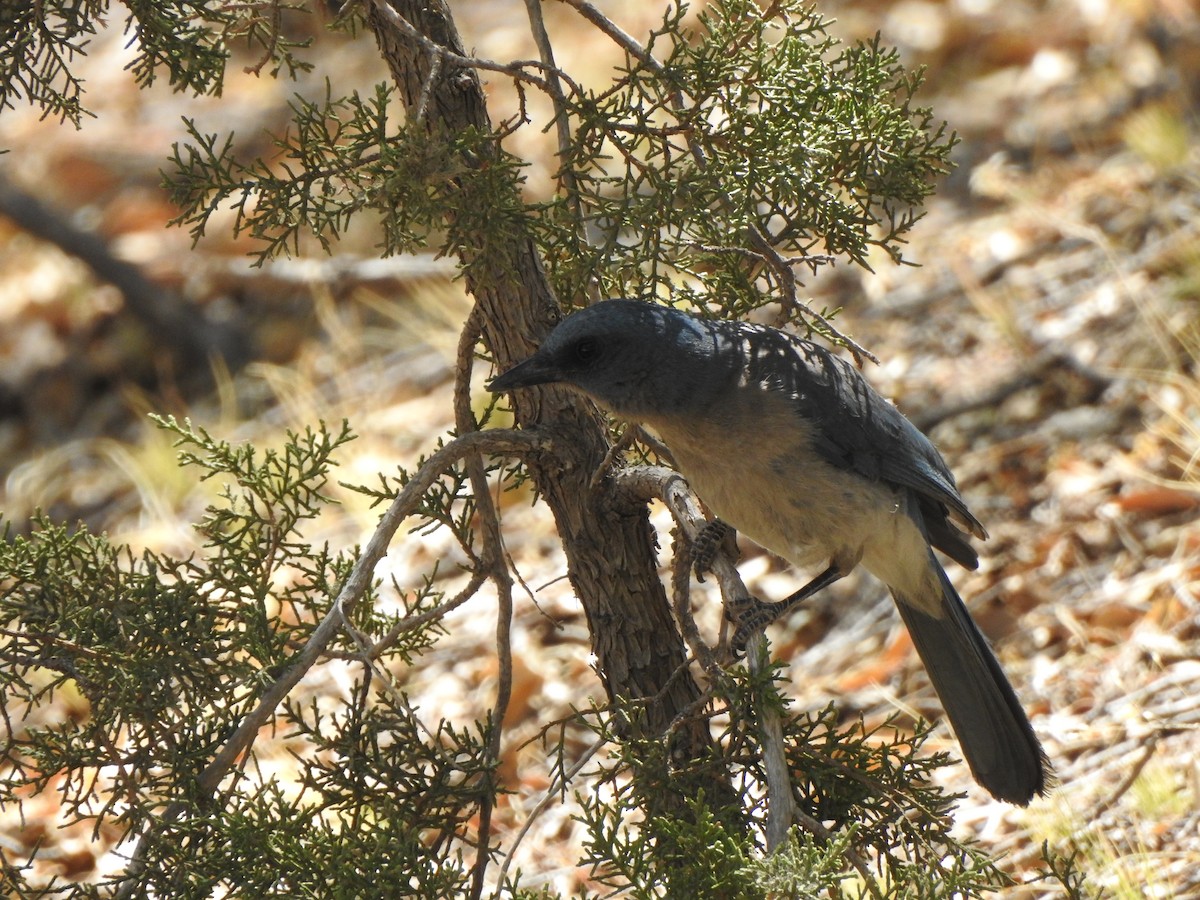 Mexican Jay - ML644124325
