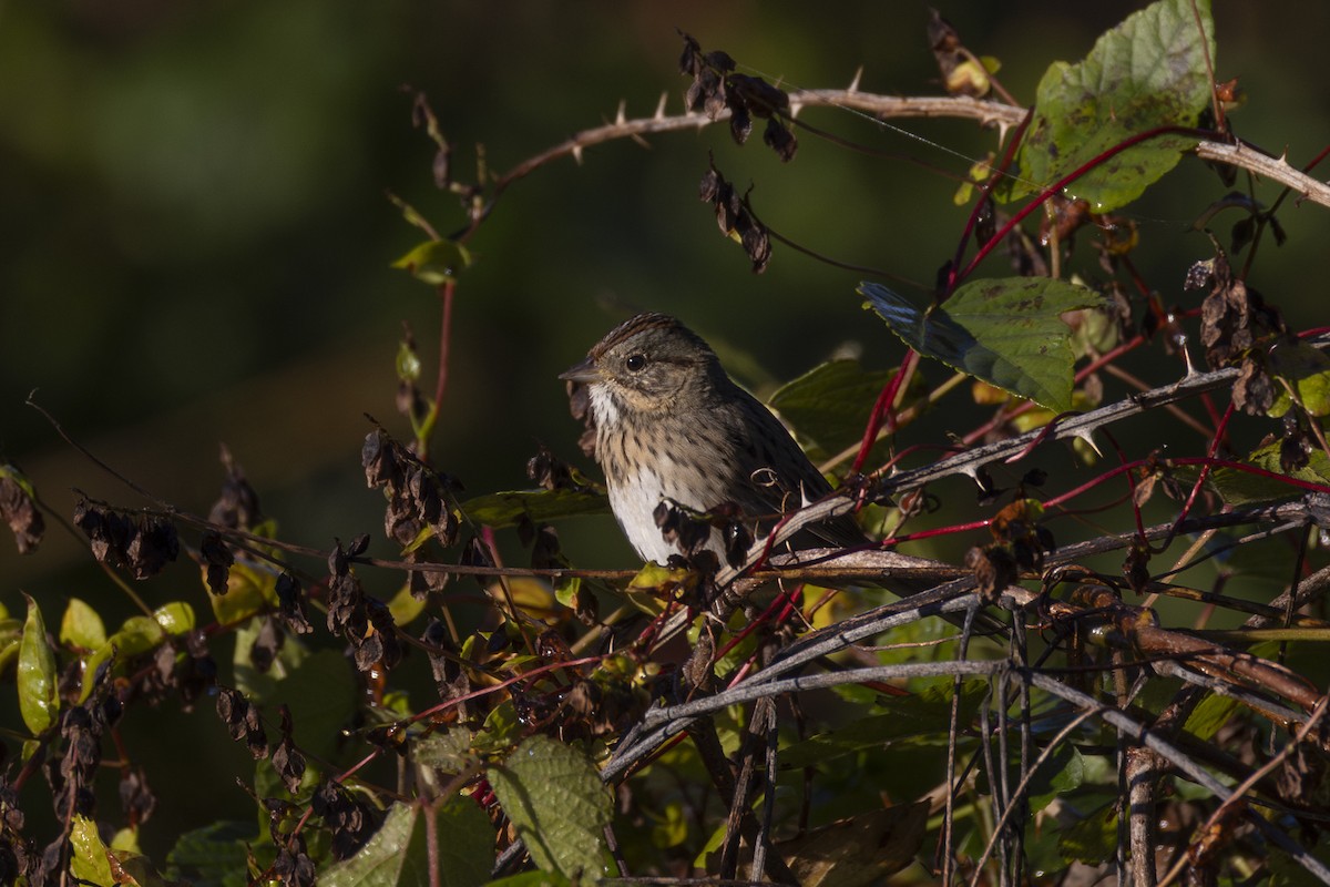Lincoln's Sparrow - ML644124329