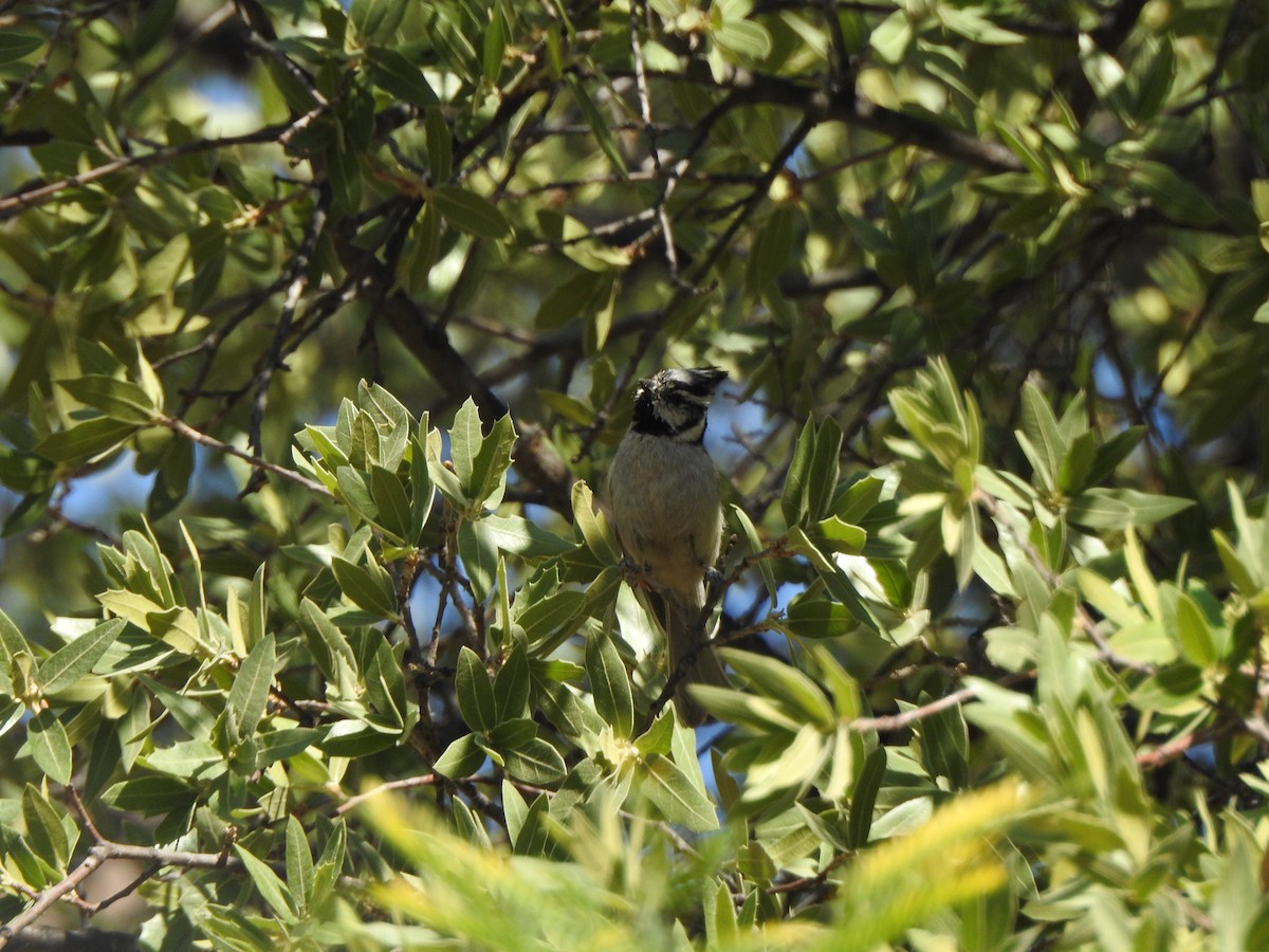 Bridled Titmouse - ML644124331