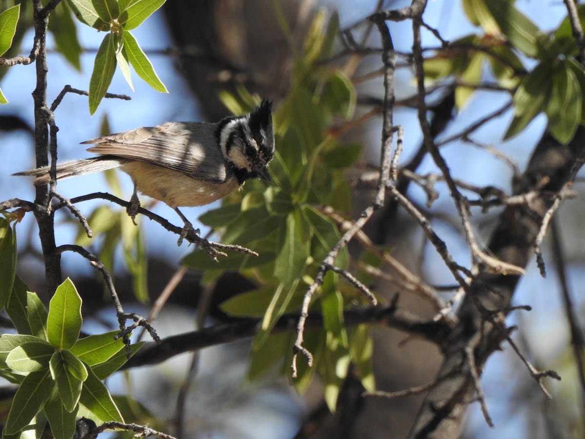Bridled Titmouse - ML644124332
