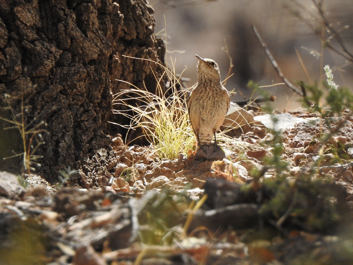 Rock Wren - ML644124339