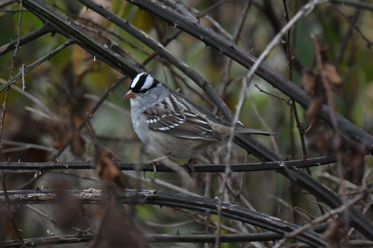 White-crowned Sparrow - ML644124342