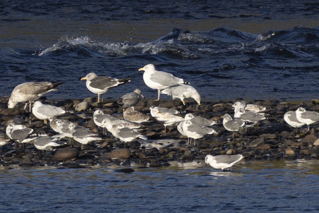 弗氏鷗 - ML644124344