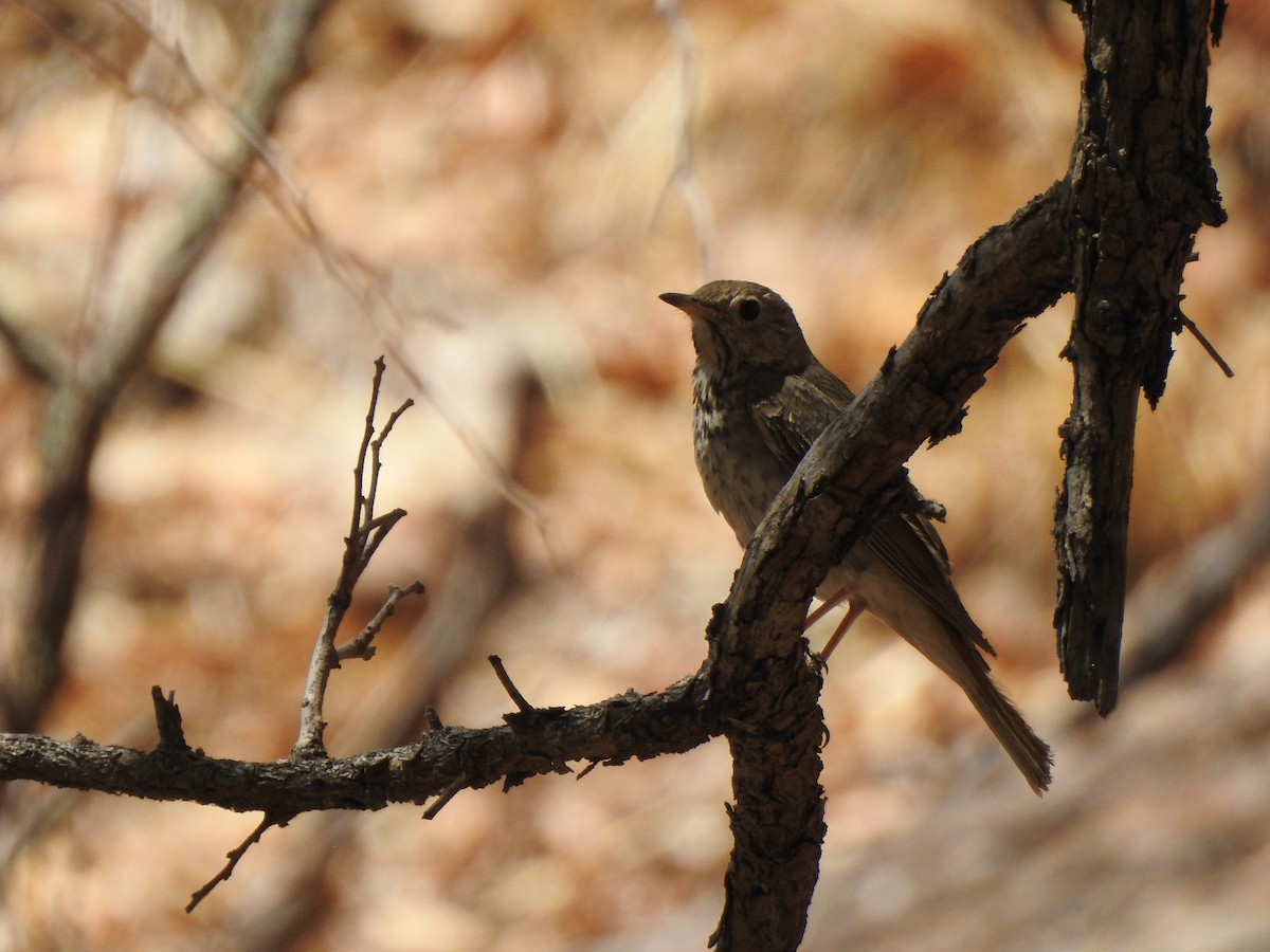 Hermit Thrush - ML644124359
