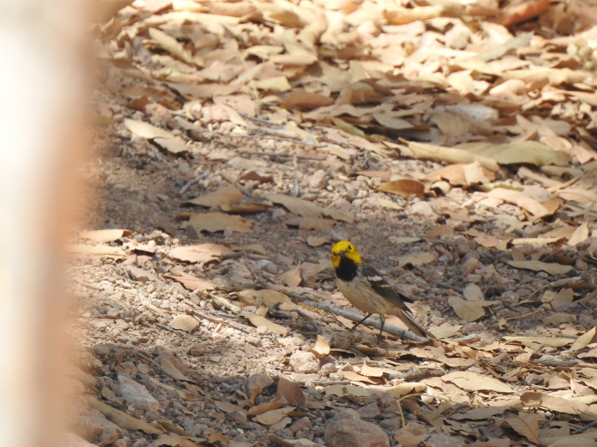 Hermit Warbler - ML644124382