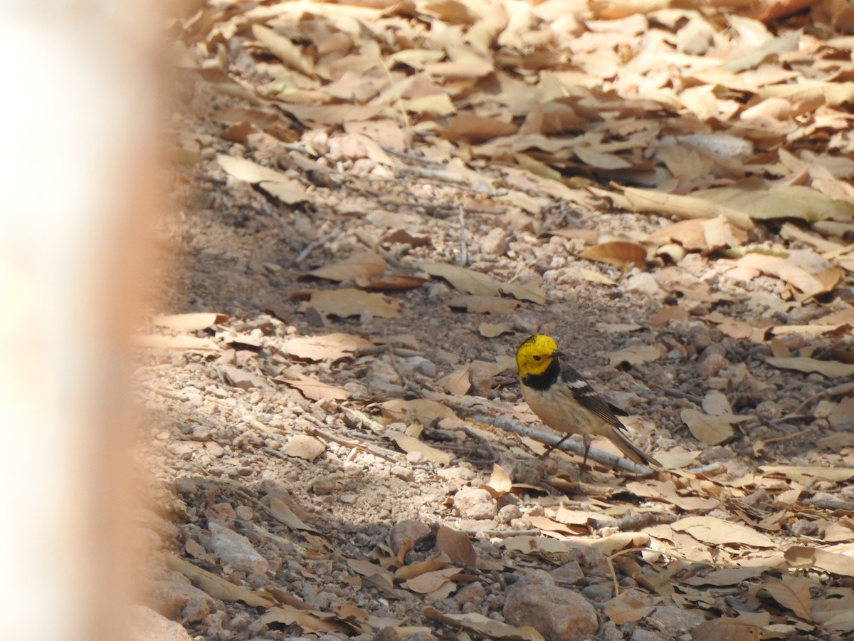 Hermit Warbler - ML644124383