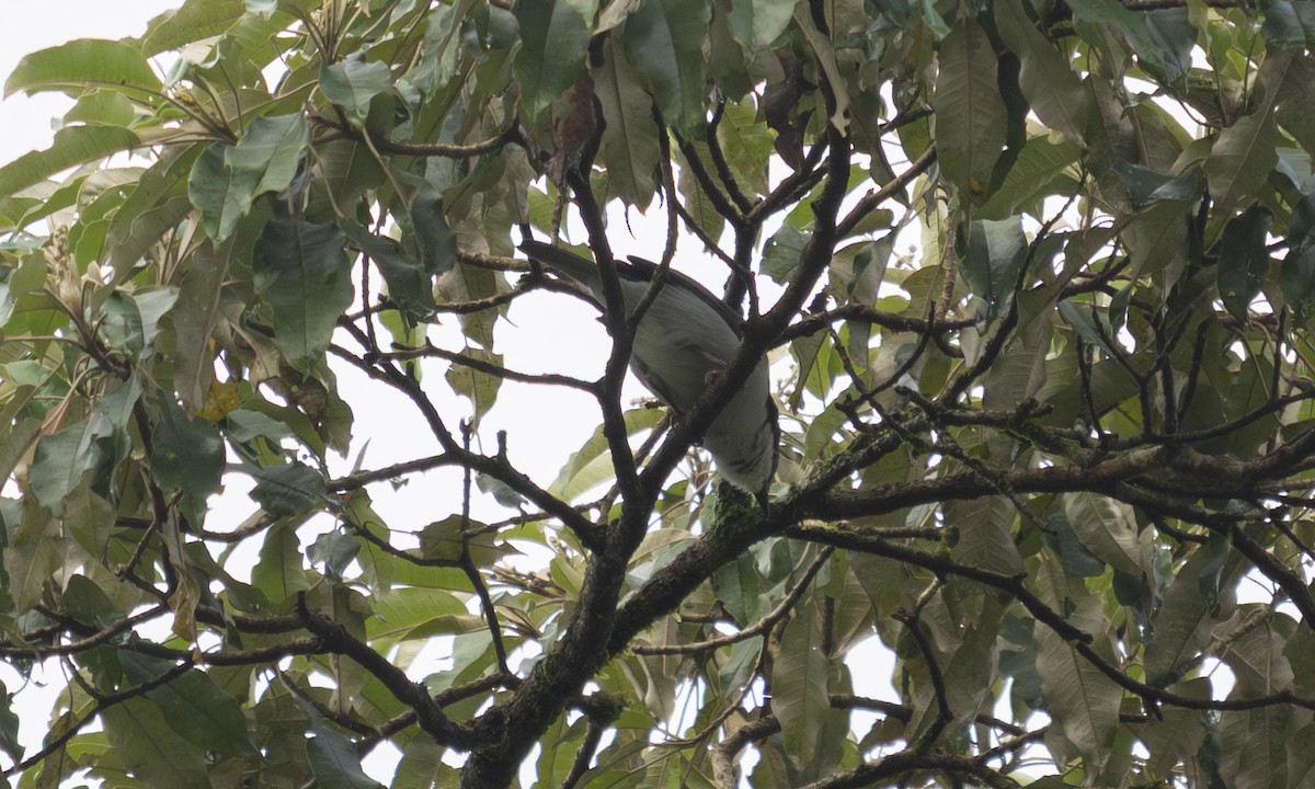 Gray-green Bushshrike - ML644124393