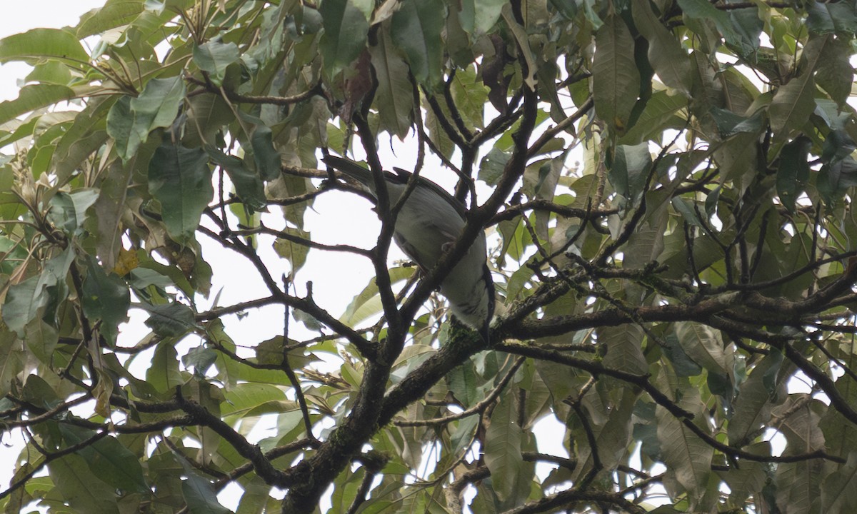 Gray-green Bushshrike - ML644124394
