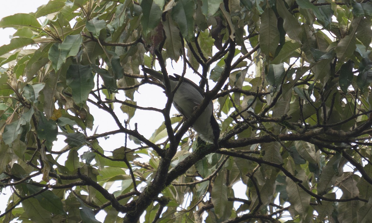 Gray-green Bushshrike - ML644124395