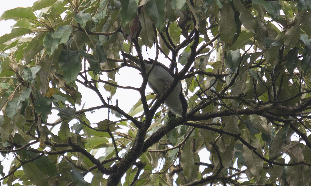 Gray-green Bushshrike - ML644124396