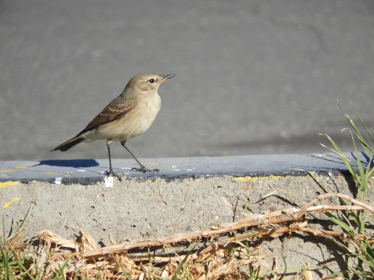 Spot-billed Ground-Tyrant - ML644124401