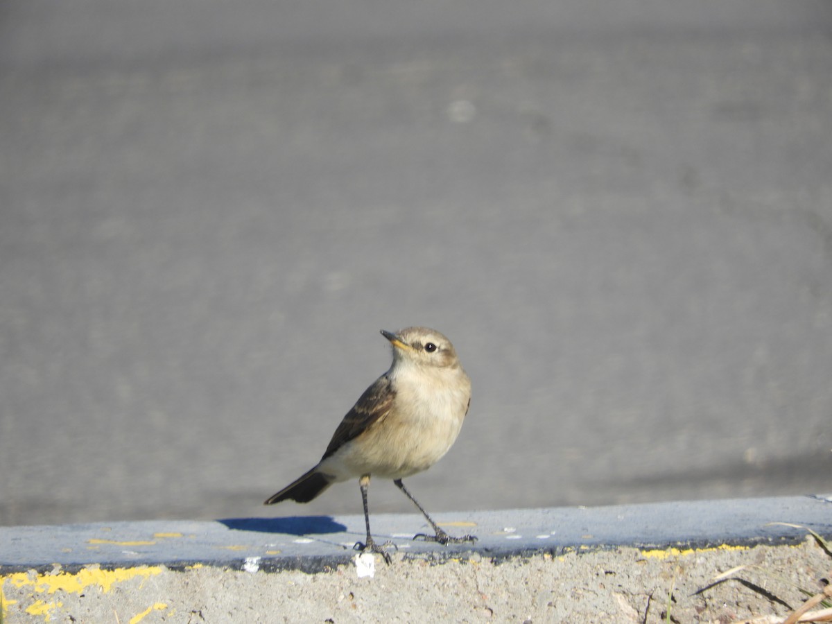 Spot-billed Ground-Tyrant - ML644124402