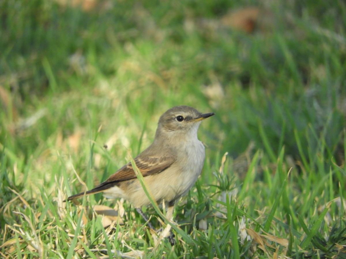Spot-billed Ground-Tyrant - ML644124403