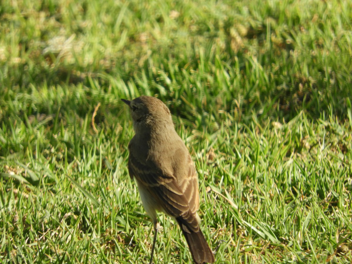 Spot-billed Ground-Tyrant - ML644124404