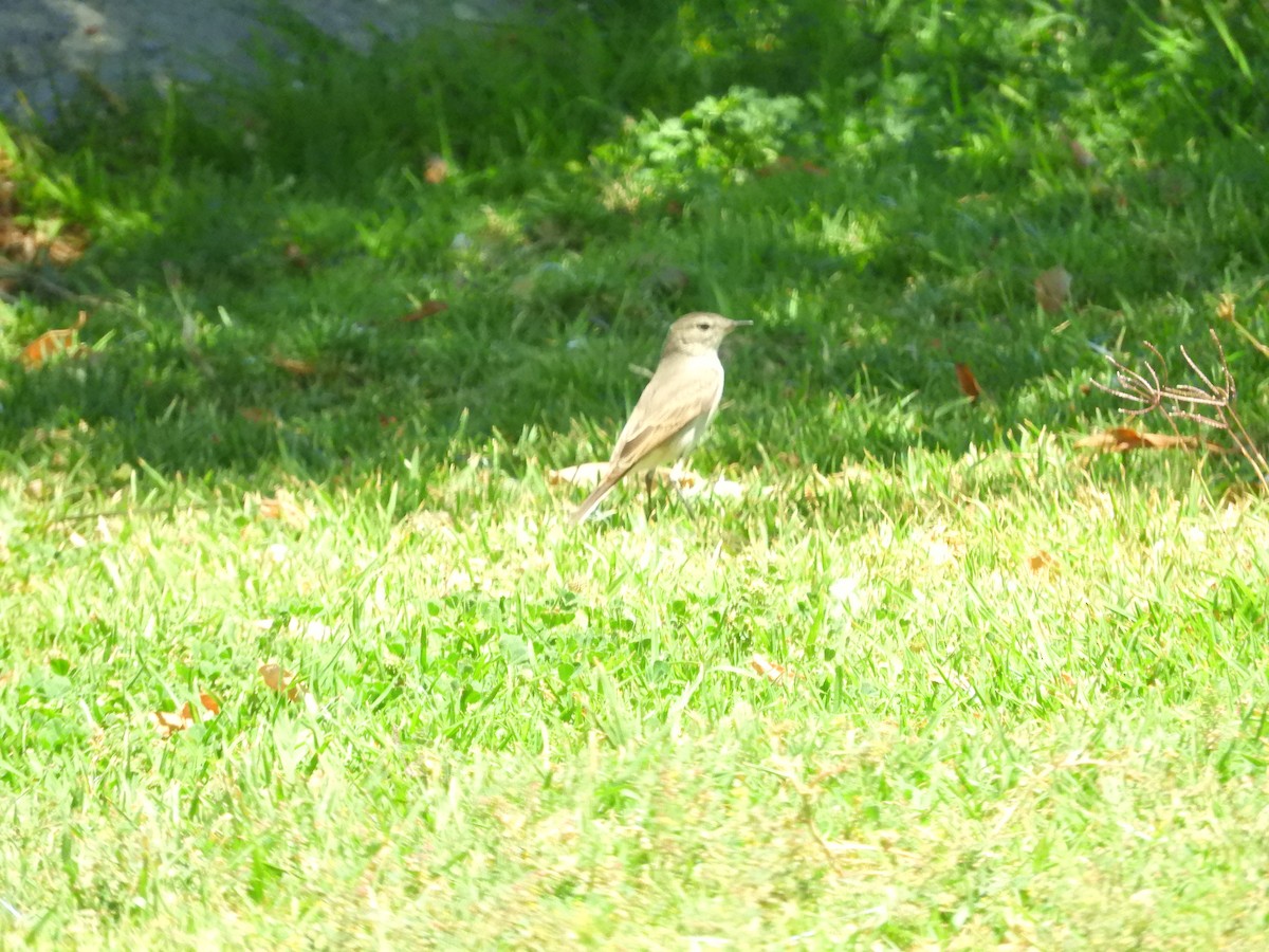 Spot-billed Ground-Tyrant - ML644124405
