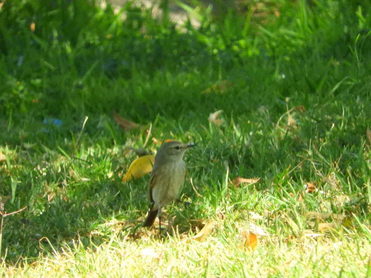 Spot-billed Ground-Tyrant - ML644124406
